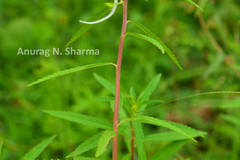 Impatiens balsamina